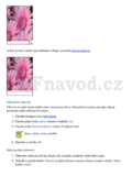 HP Deskjet 5160